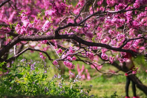 粉红色的花瓣树的特写照片 · 免费素材图片