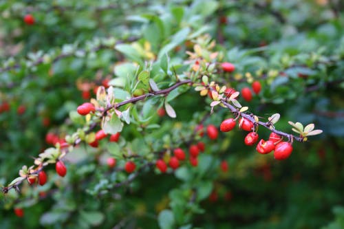 红色水果植物 · 免费素材图片