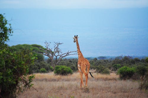 棕色和黑色长颈鹿 · 免费素材图片