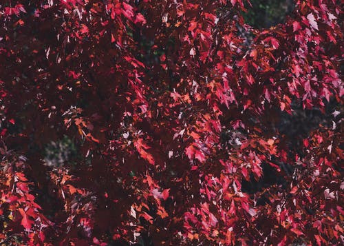 焦点摄影红叶树 · 免费素材图片