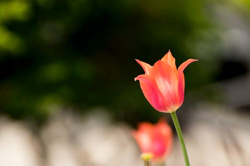 粉色花的选择性聚焦摄影 · 免费素材图片