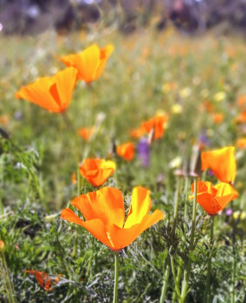 加州罂粟花的选择性照片 · 免费素材图片