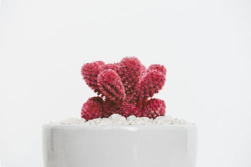 白锅上的红色植物 · 免费素材图片