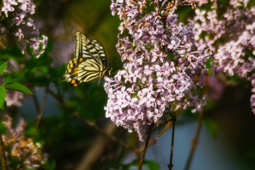 老虎燕尾蝴蝶白天栖息在粉红色的花瓣上 · 免费素材图片