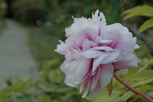 白色和粉色牡丹花的选择性聚焦摄影 · 免费素材图片