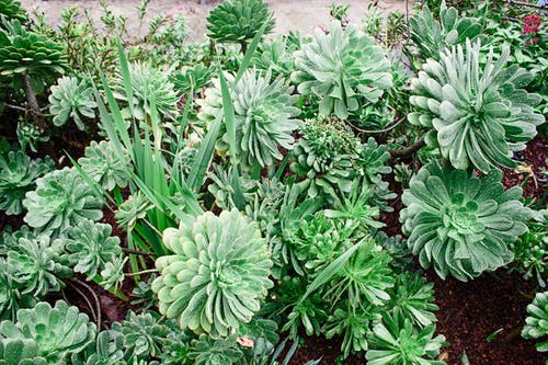 绿色多肉盆栽植物 · 免费素材图片