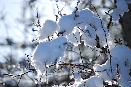 树雪的选择性焦点照片 · 免费素材图片