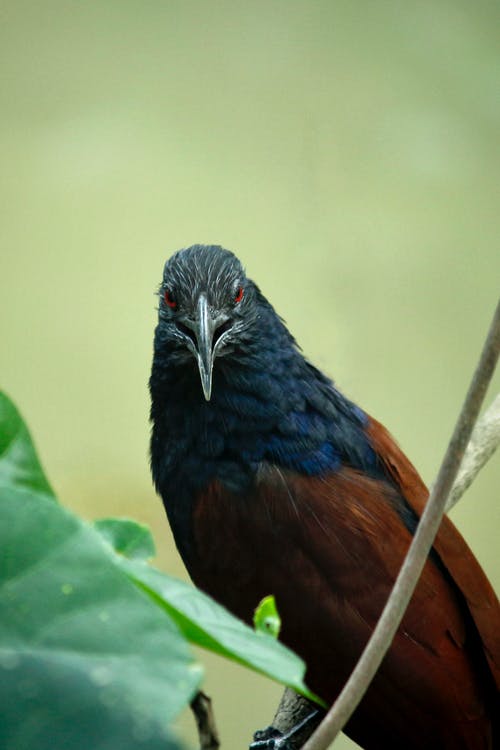 黑色，蓝色和棕色的鸟，在树枝上的特写照片 · 免费素材图片