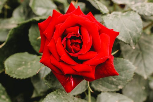 红玫瑰花朵的特写摄影 · 免费素材图片