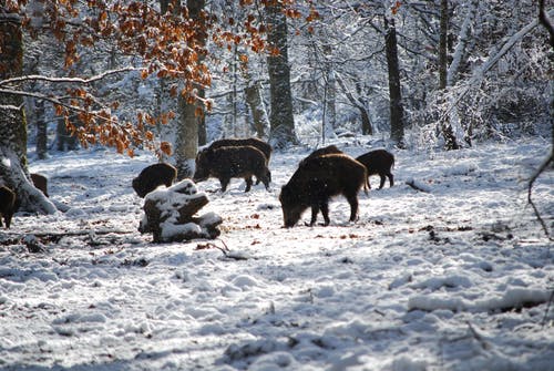 野猪在树附近的雪地上 · 免费素材图片