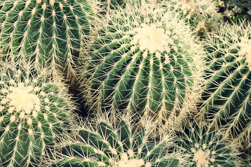 仙人掌植物的特写照片 · 免费素材图片