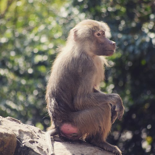 布朗在岩石巨石上的猴子 · 免费素材图片