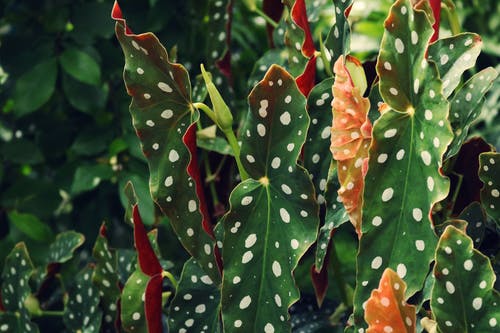 芋头叶植物的特写照片 · 免费素材图片