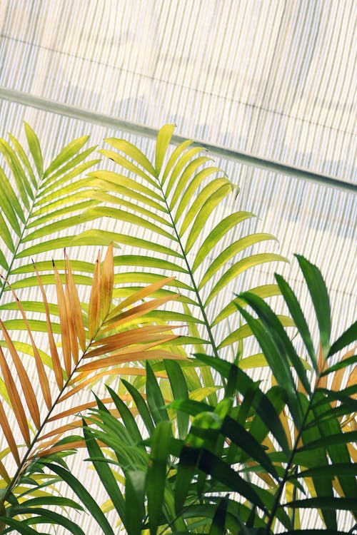 线性叶片植物的低角度照片 · 免费素材图片