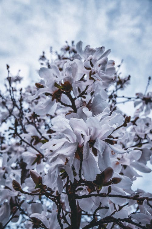 白花的特写摄影 · 免费素材图片