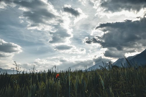 草原草的风景摄影 · 免费素材图片