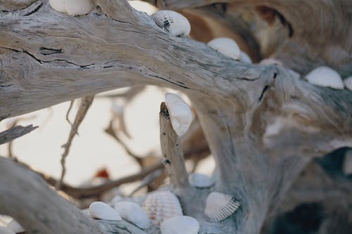 贝壳在浮木上的照片 · 免费素材图片