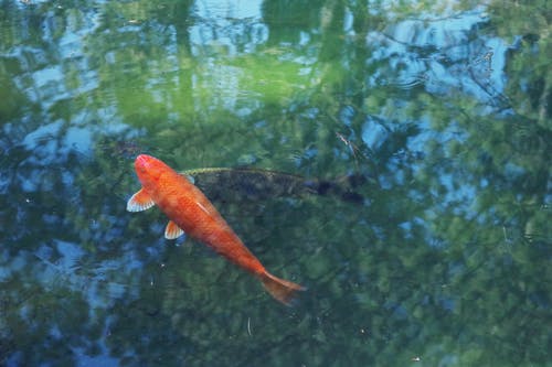 橙锦鲤鱼 · 免费素材图片
