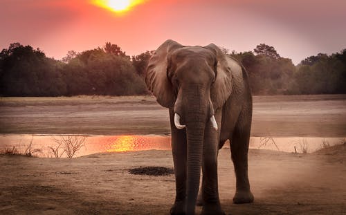 黄金时段大象的野生动物摄影 · 免费素材图片