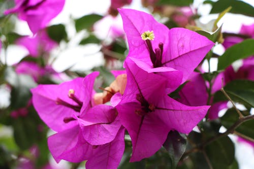 紫色的花的特写摄影 · 免费素材图片