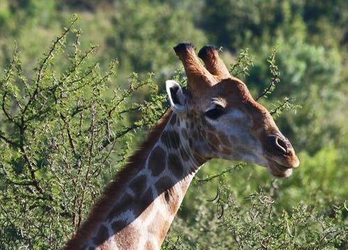 长颈鹿头的特写摄影 · 免费素材图片