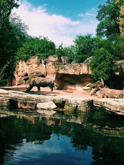 犀牛在水体附近的摄影 · 免费素材图片