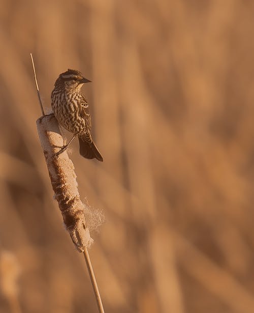 一只鸟在植物上 · 免费素材图片