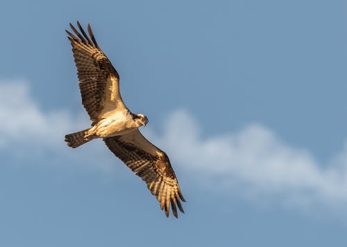 飞行的黑色猎鹰的选择性摄影 · 免费素材图片