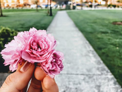 粉红色的花的特写摄影 · 免费素材图片