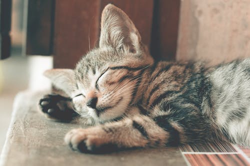 睡觉的虎斑猫的特写摄影 · 免费素材图片