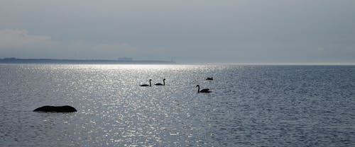 天鹅群在水体上的剪影 · 免费素材图片