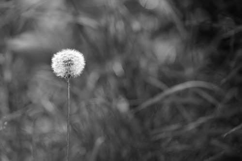 蒲公英种子的灰度照片 · 免费素材图片