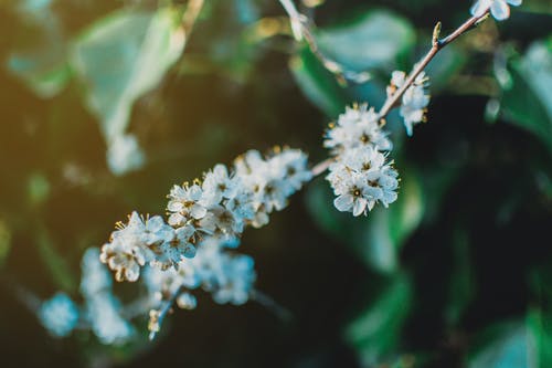 白色花瓣的浅焦点照片 · 免费素材图片