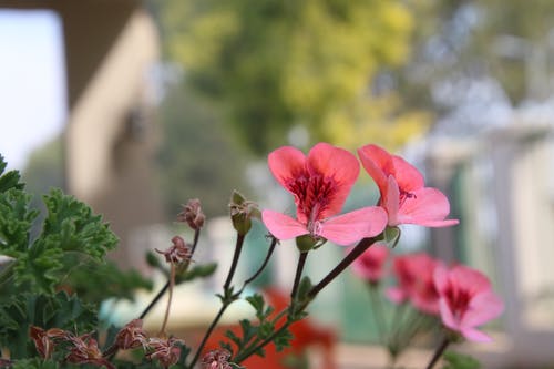 聚焦粉红色的花瓣花的照片 · 免费素材图片