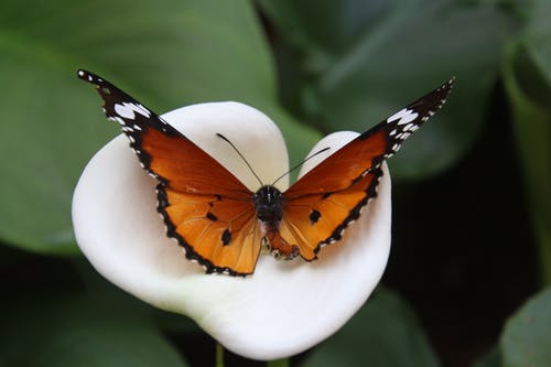 非洲帝王蝶白色马蹄莲百合花上 · 免费素材图片