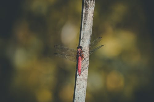 红蜻蜓在灰色的树枝上 · 免费素材图片