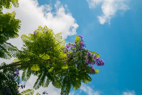 白天紫色开花植物低角度摄影 · 免费素材图片