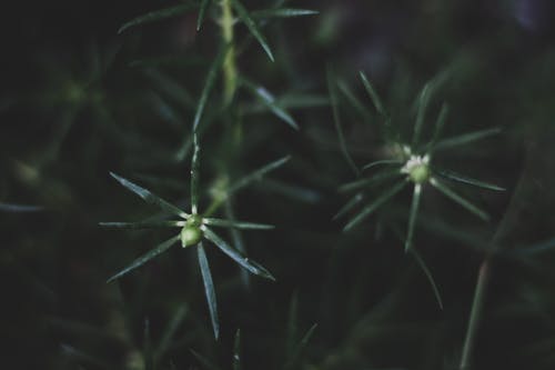 绿叶植物 · 免费素材图片