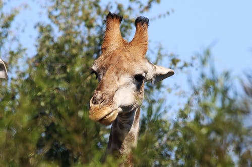 棕色长颈鹿的特写照片 · 免费素材图片