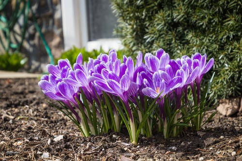 紫色番红花花的特写照片 · 免费素材图片