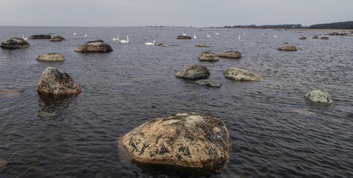 群白天鹅在水面上 · 免费素材图片