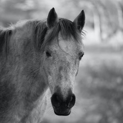 马头灰度照片 · 免费素材图片