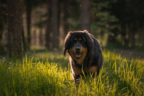 棕色的狗，穿过草丛 · 免费素材图片