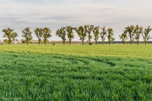 绿树和绿草 · 免费素材图片