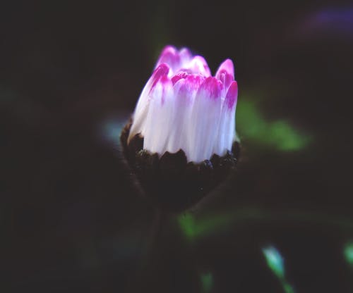白色和粉红色的花的特写摄影 · 免费素材图片