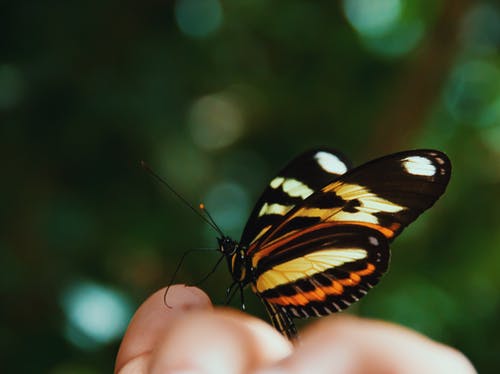 米色，橙色，白色和黑色蝴蝶在人类手上的宏观摄影 · 免费素材图片