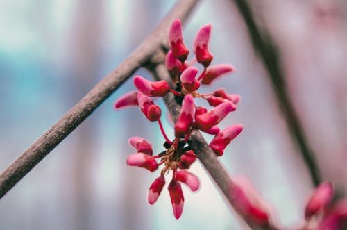 红色花瓣花的选择性聚焦摄影 · 免费素材图片