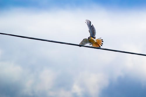 红尾鹰飞越黑色电缆 · 免费素材图片