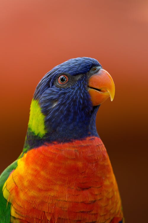 蓝色，橙色和绿色鹦鹉的特写摄影 · 免费素材图片