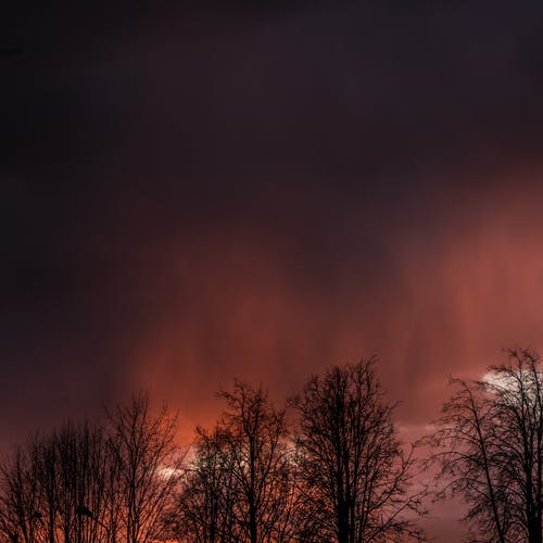 昏暗的天空下树木的剪影视图 · 免费素材图片